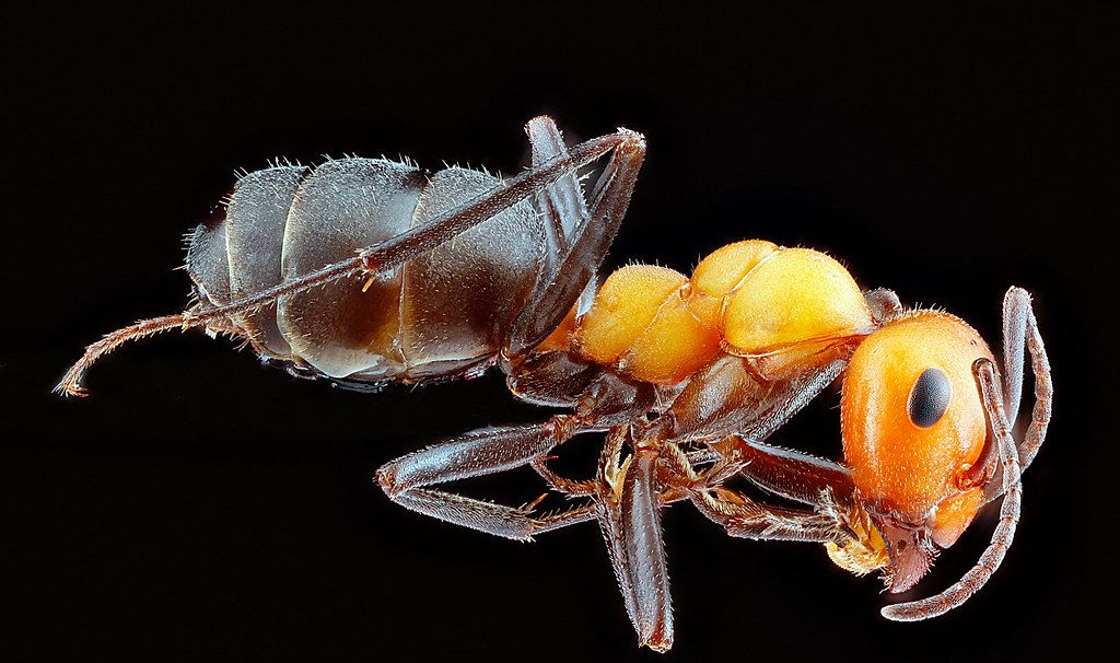 Ant Control service in Chesterfield, MO