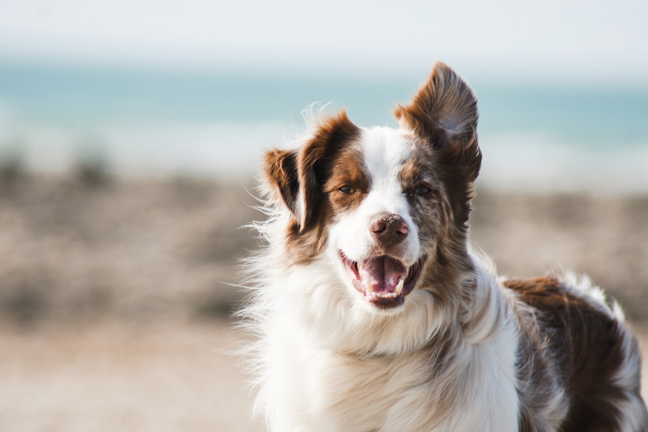 Flea & Tick Control service in Chesterfield, MO