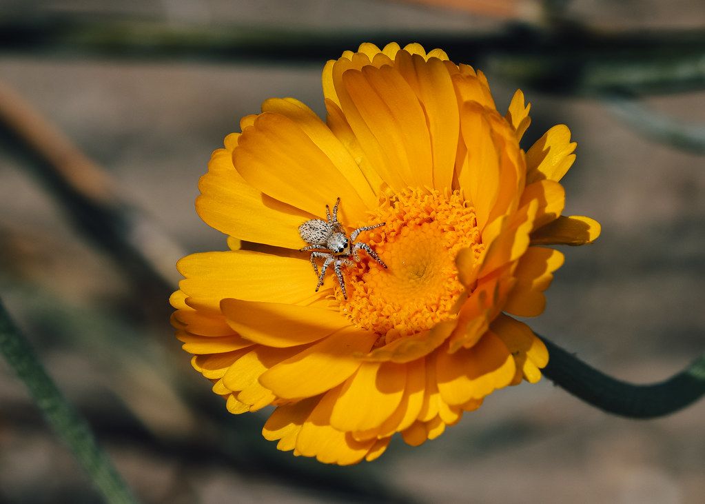Spider Control service in Chesterfield, MO